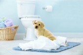 Page vochtig toiletpapier - Origineel Schoon - 38 x 12 s